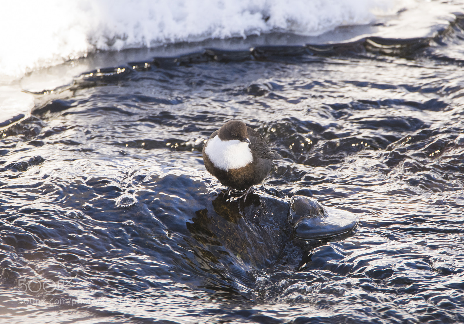 Nikon D5300 sample photo. Whitethroated dipper strmstare o photography