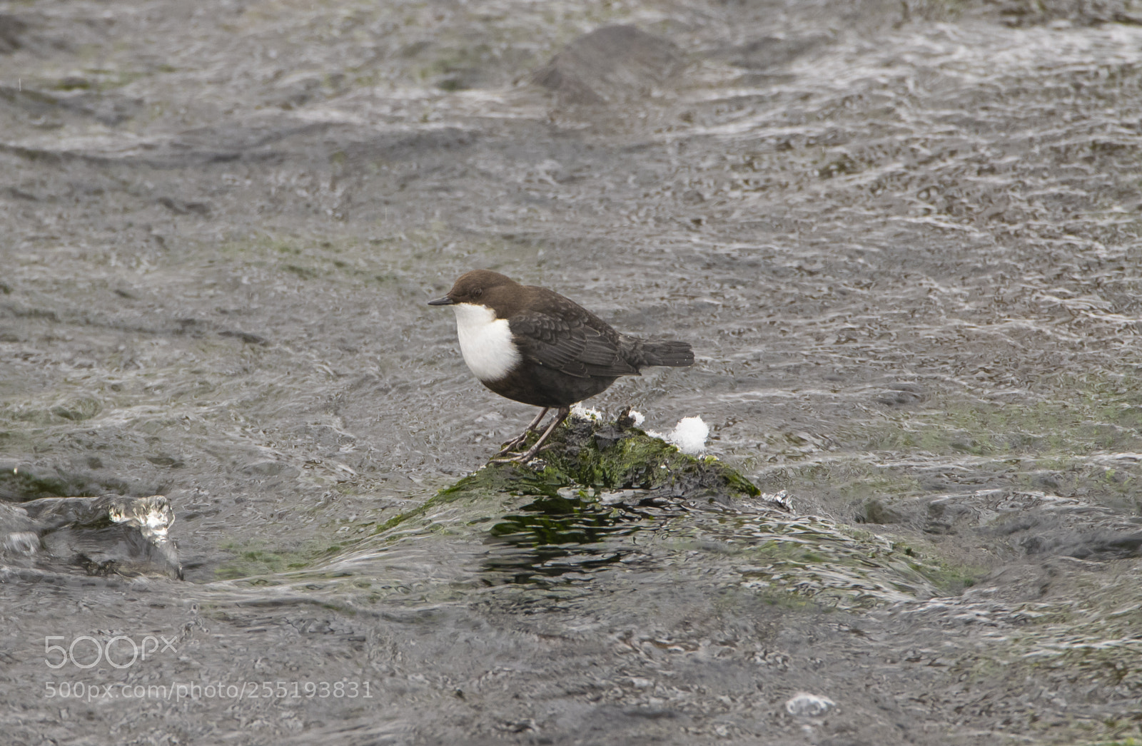 Nikon D5300 sample photo. Whitethroated dipper strmstare o photography