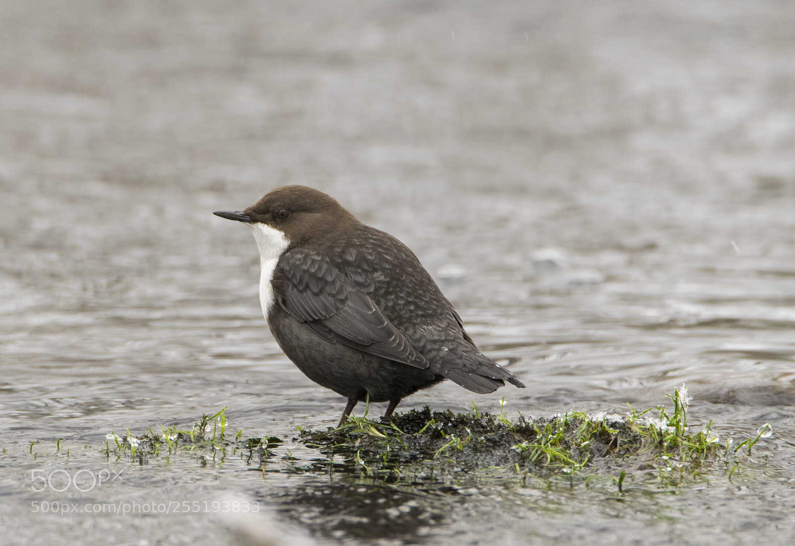 Nikon D5300 sample photo. Whitethroated dipper strmstare o photography