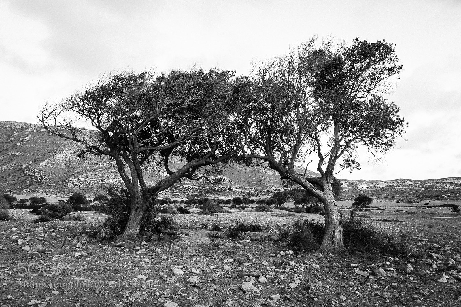 Canon EOS 5D Mark II sample photo. Desert´s friends... photography