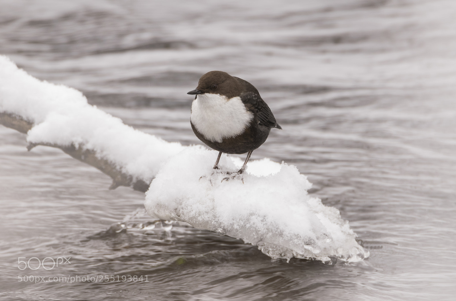 Nikon D5300 sample photo. Whitethroated dipper strmstare o photography