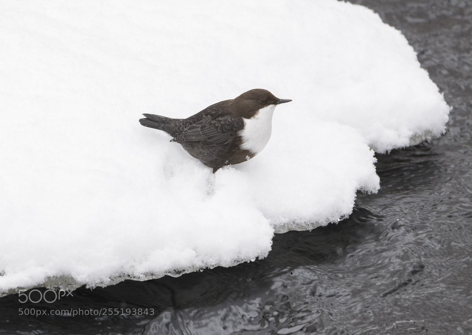 Nikon D5300 sample photo. Whitethroated dipper strmstare o photography