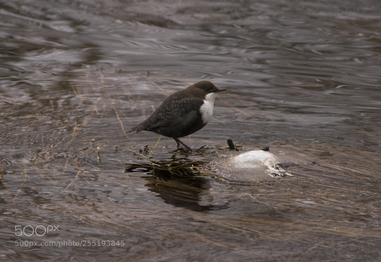 Nikon D5300 sample photo. Whitethroated dipper strmstare o photography
