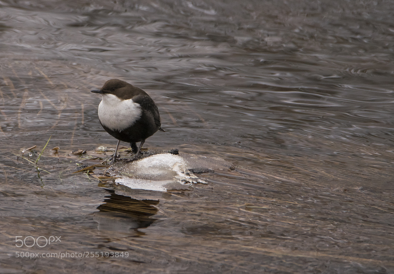 Nikon D5300 sample photo. Whitetroated dipper strmstare o photography