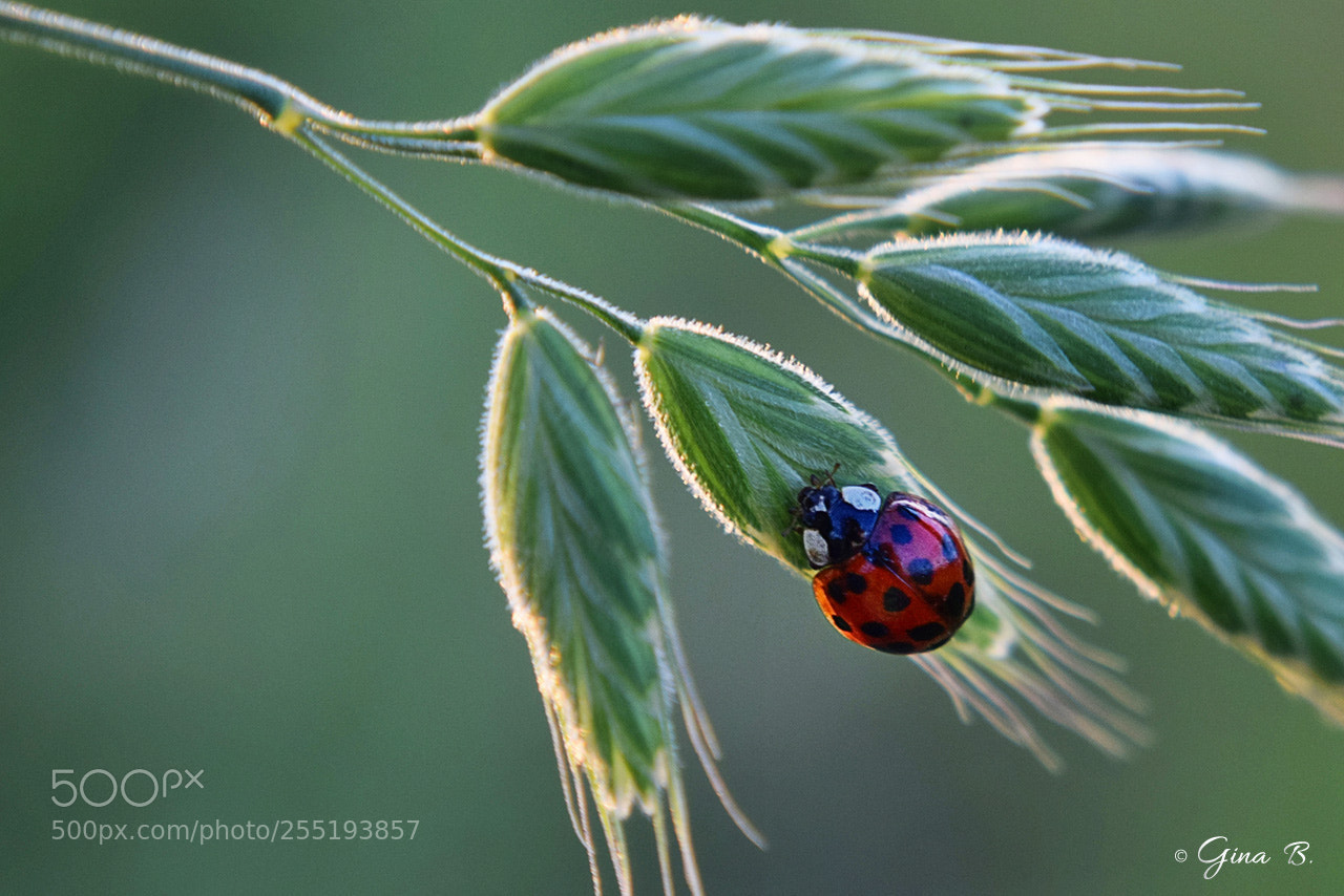 Nikon D3300 sample photo. Red spot photography