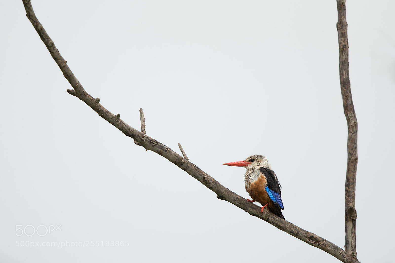 Canon EOS-1D X Mark II sample photo. Grey headed kingfisher photography