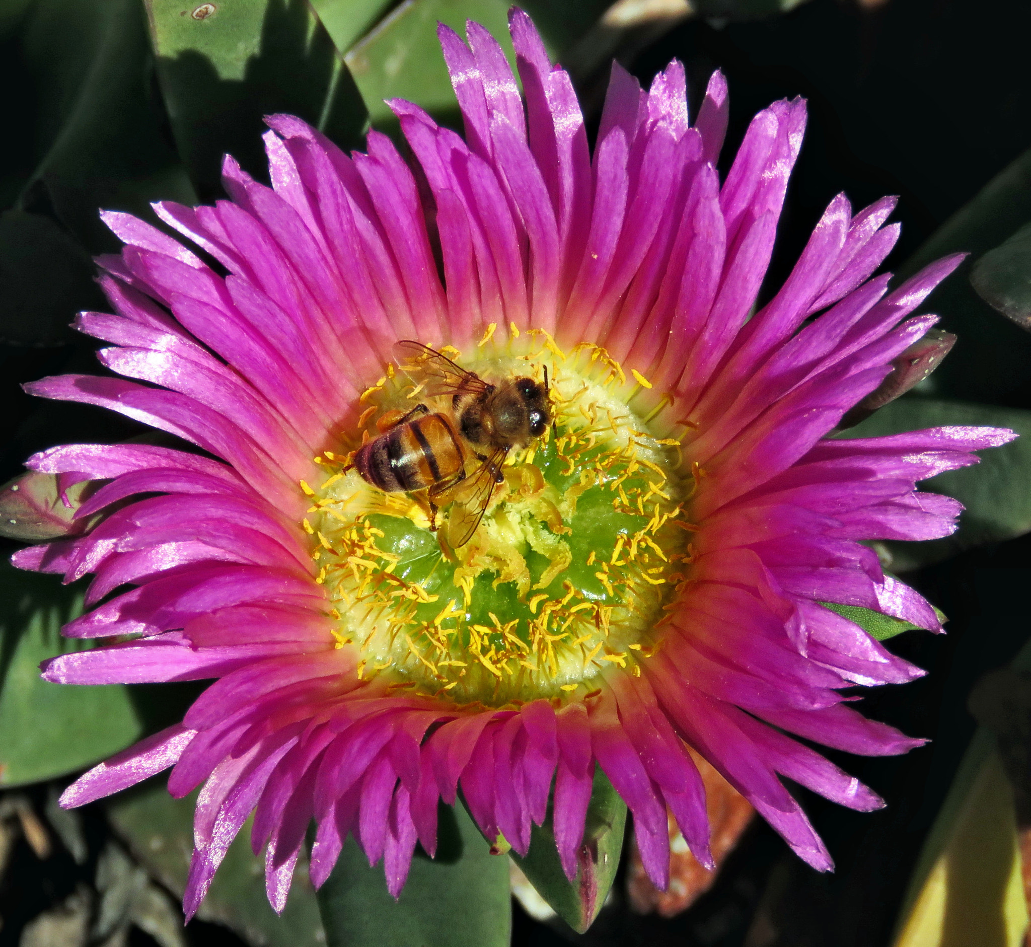 Canon PowerShot SX60 HS + 3.8 - 247.0 mm sample photo. A bee enjoying a purple dandelion flower photography