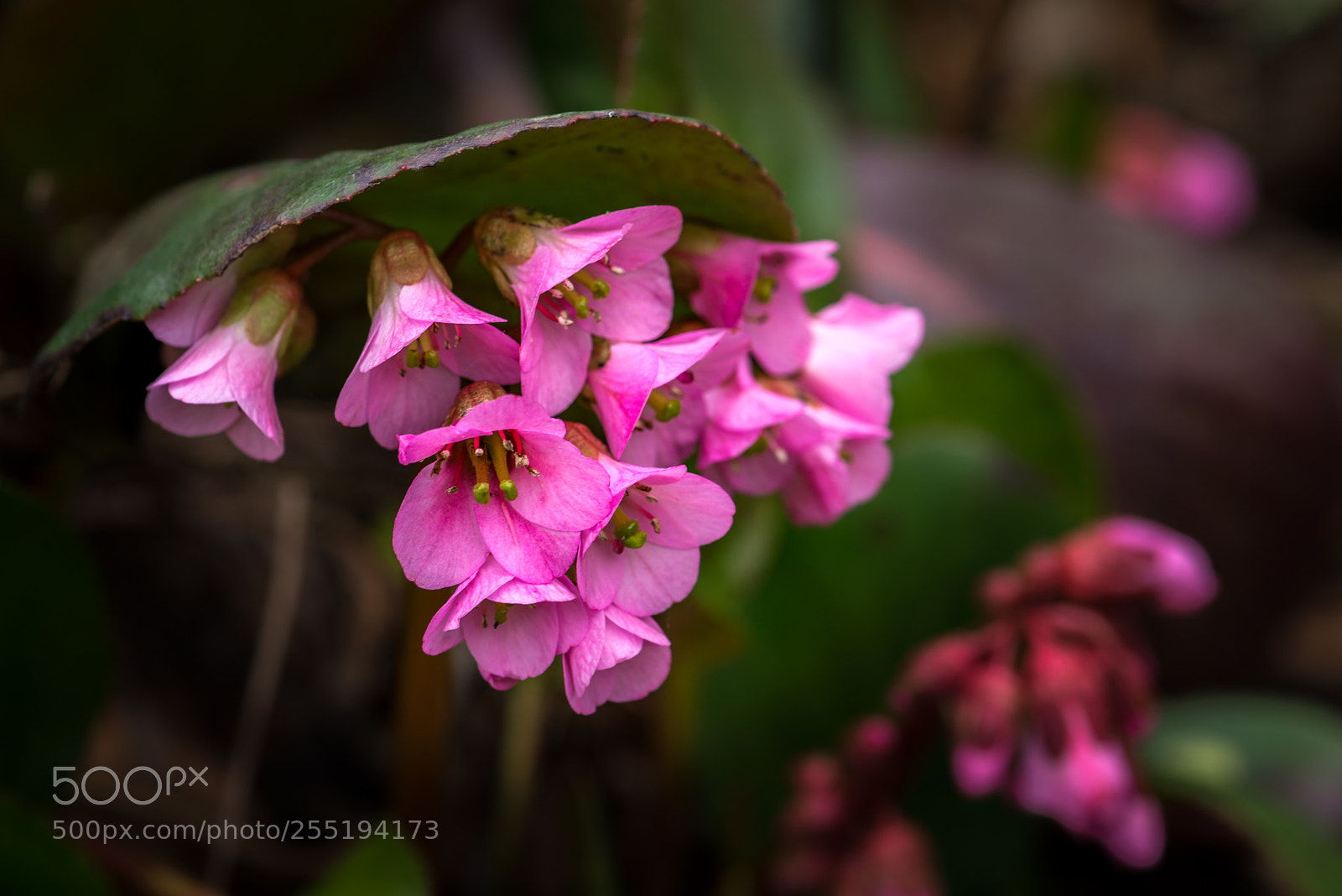 Nikon D800 sample photo. Pink flowers photography