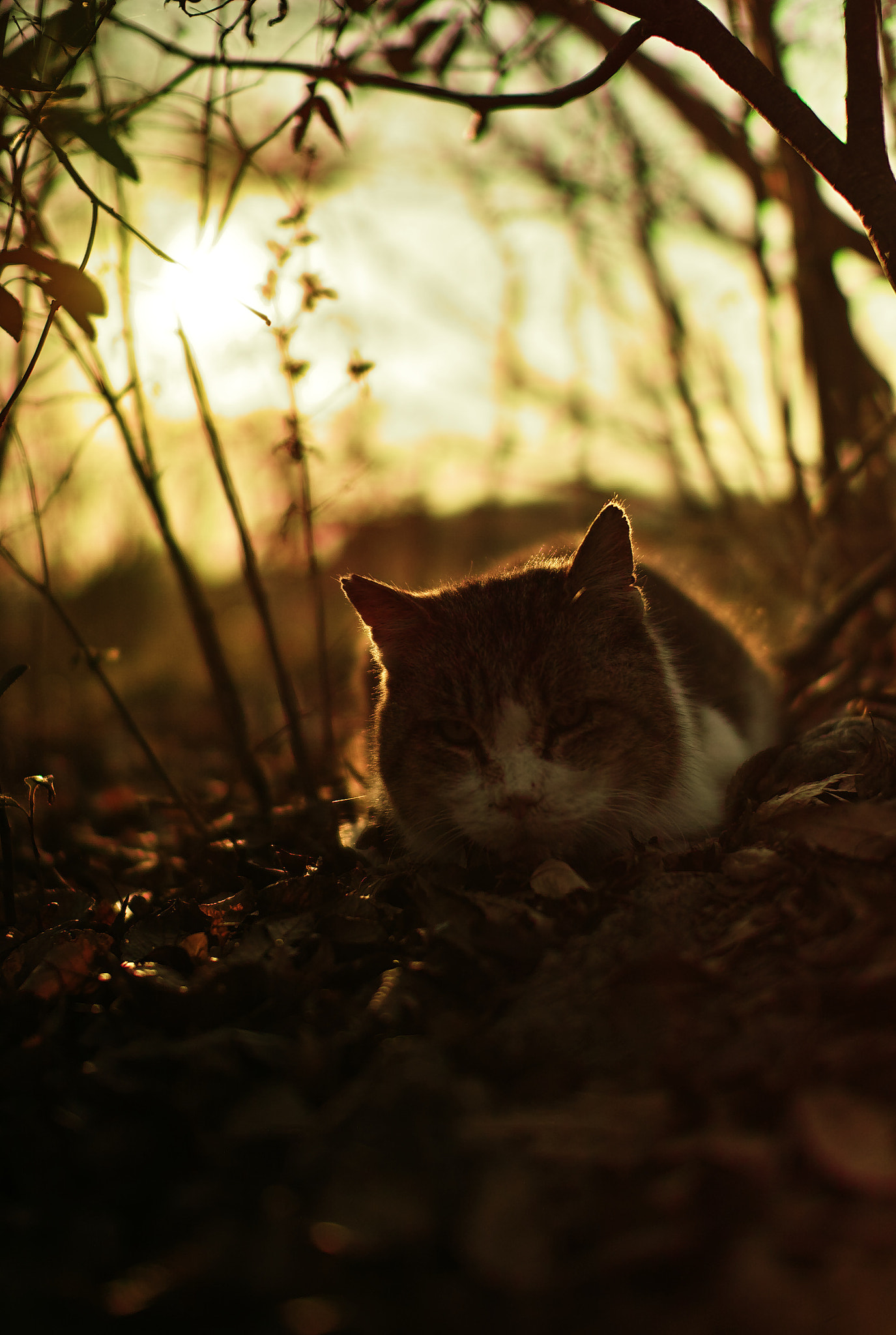 Sigma SD1 Merrill + Sigma 30mm F1.4 EX DC HSM sample photo. Cat every day photography