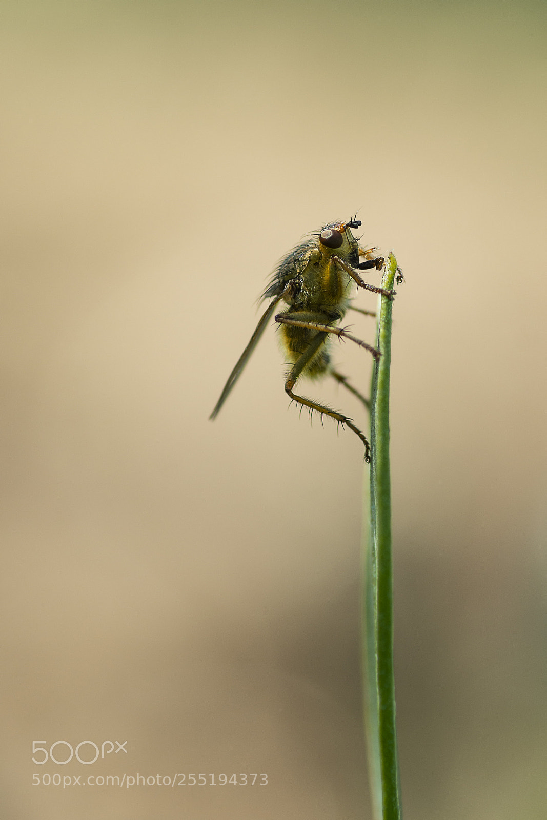 Nikon D7200 sample photo. Fly photography