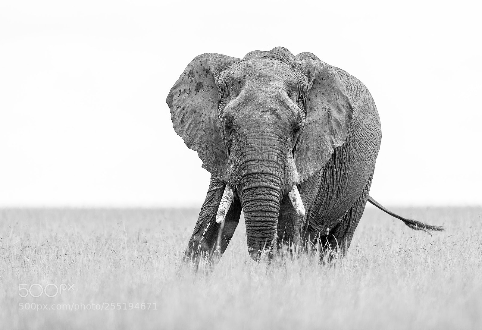 Canon EOS-1D X Mark II sample photo. Elephant bull photography