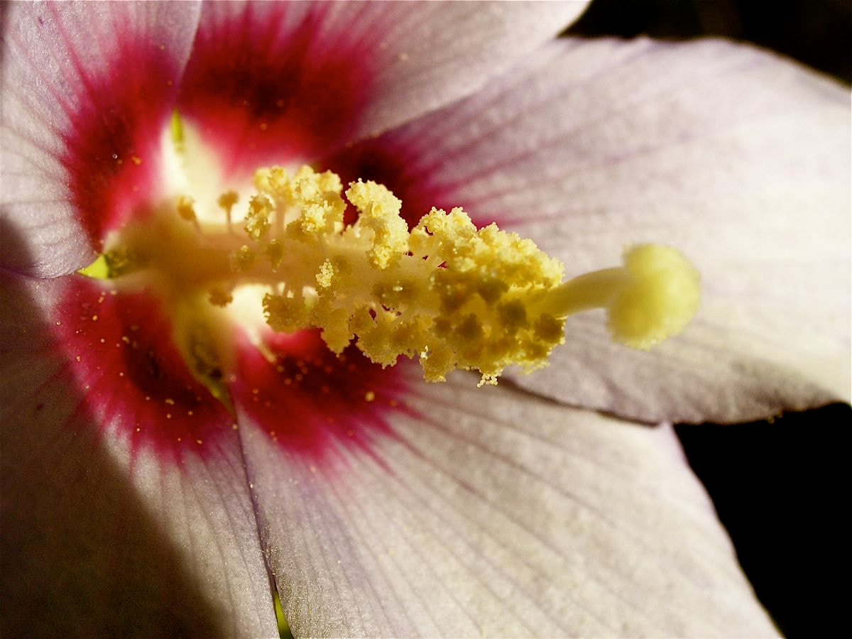Olympus C5060WZ sample photo. Pollen photography