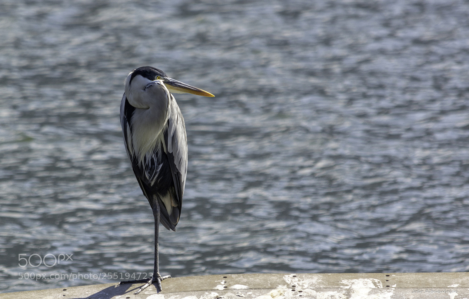 Nikon D5200 sample photo. The one legged soc photography
