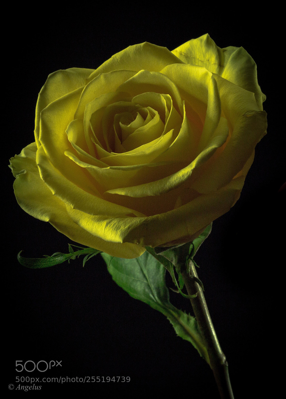 Canon EOS 70D sample photo. Beauty of rose  photography