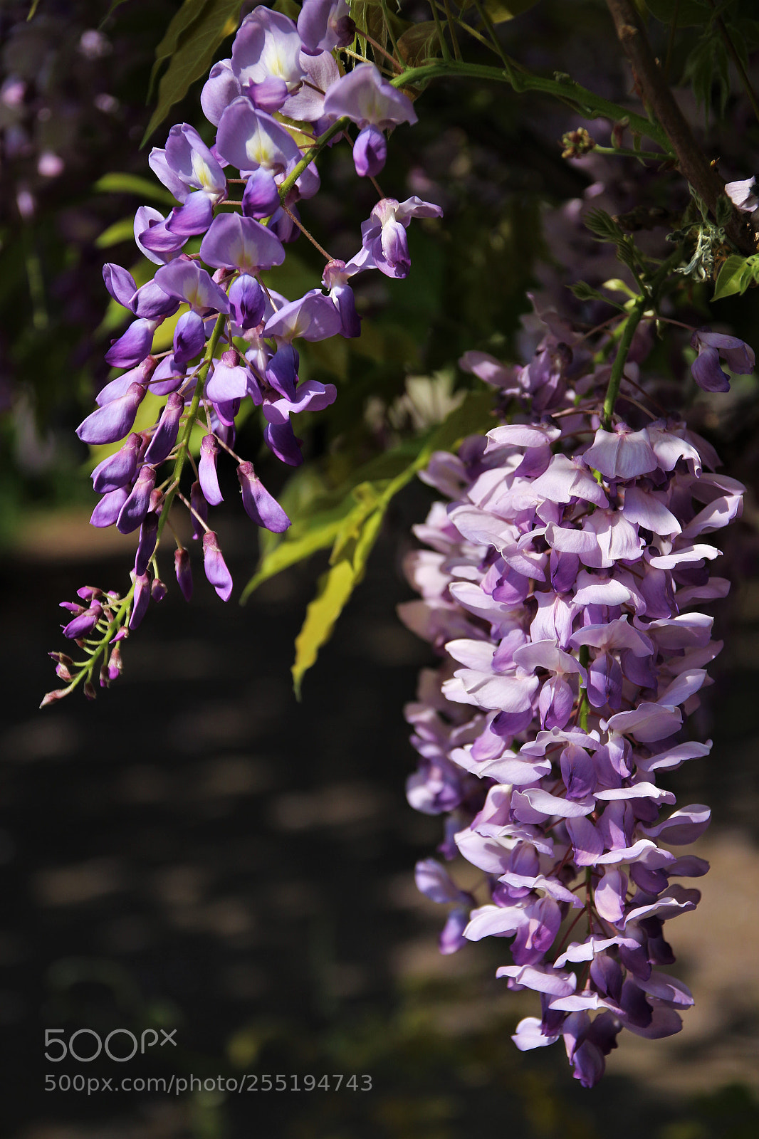 Canon EOS 100D (EOS Rebel SL1 / EOS Kiss X7) sample photo. Wisteria flowers photography