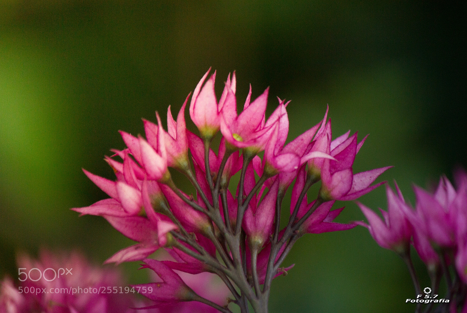 Canon EOS 7D sample photo. Summer dream photography