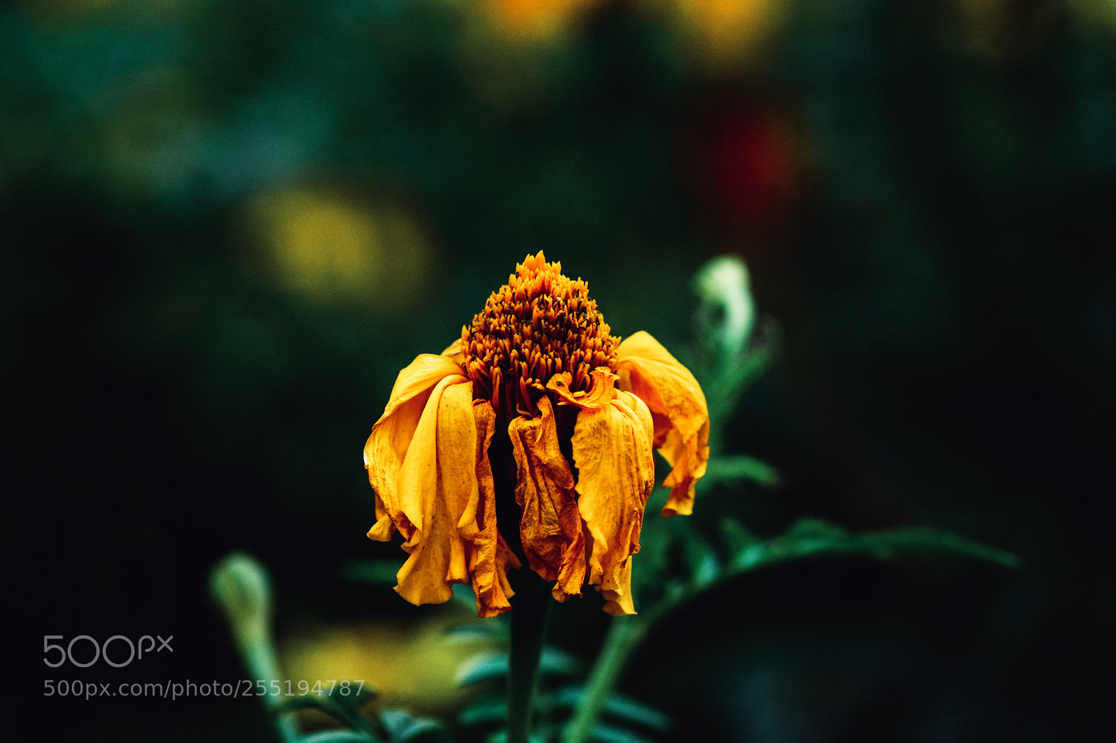 Nikon D7100 sample photo. Untitled photography