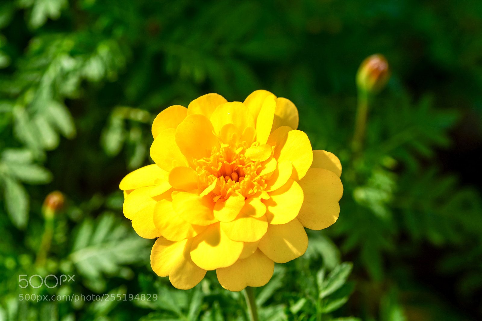 Nikon D7100 sample photo. Untitled photography