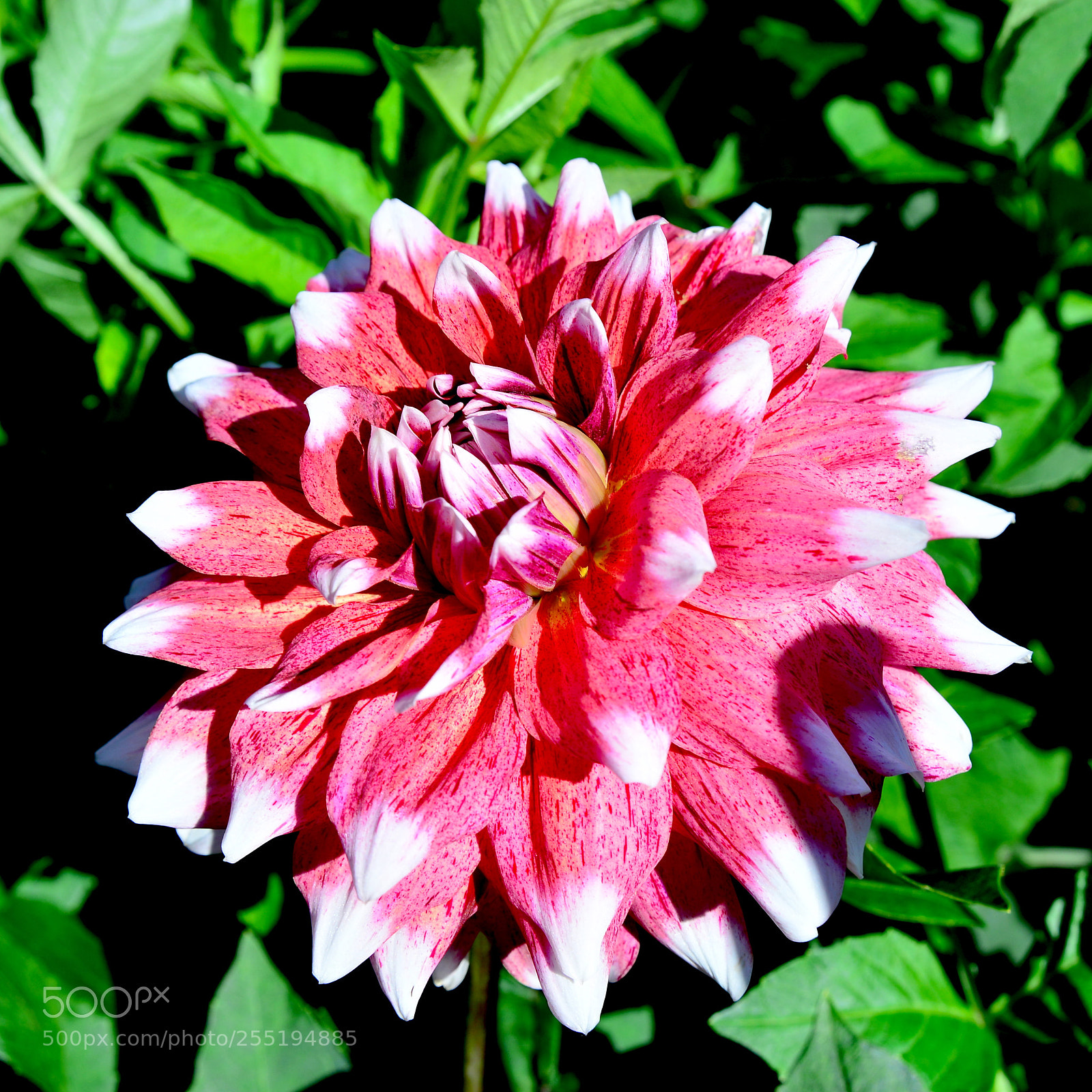 Nikon D600 sample photo. Dahlia photography