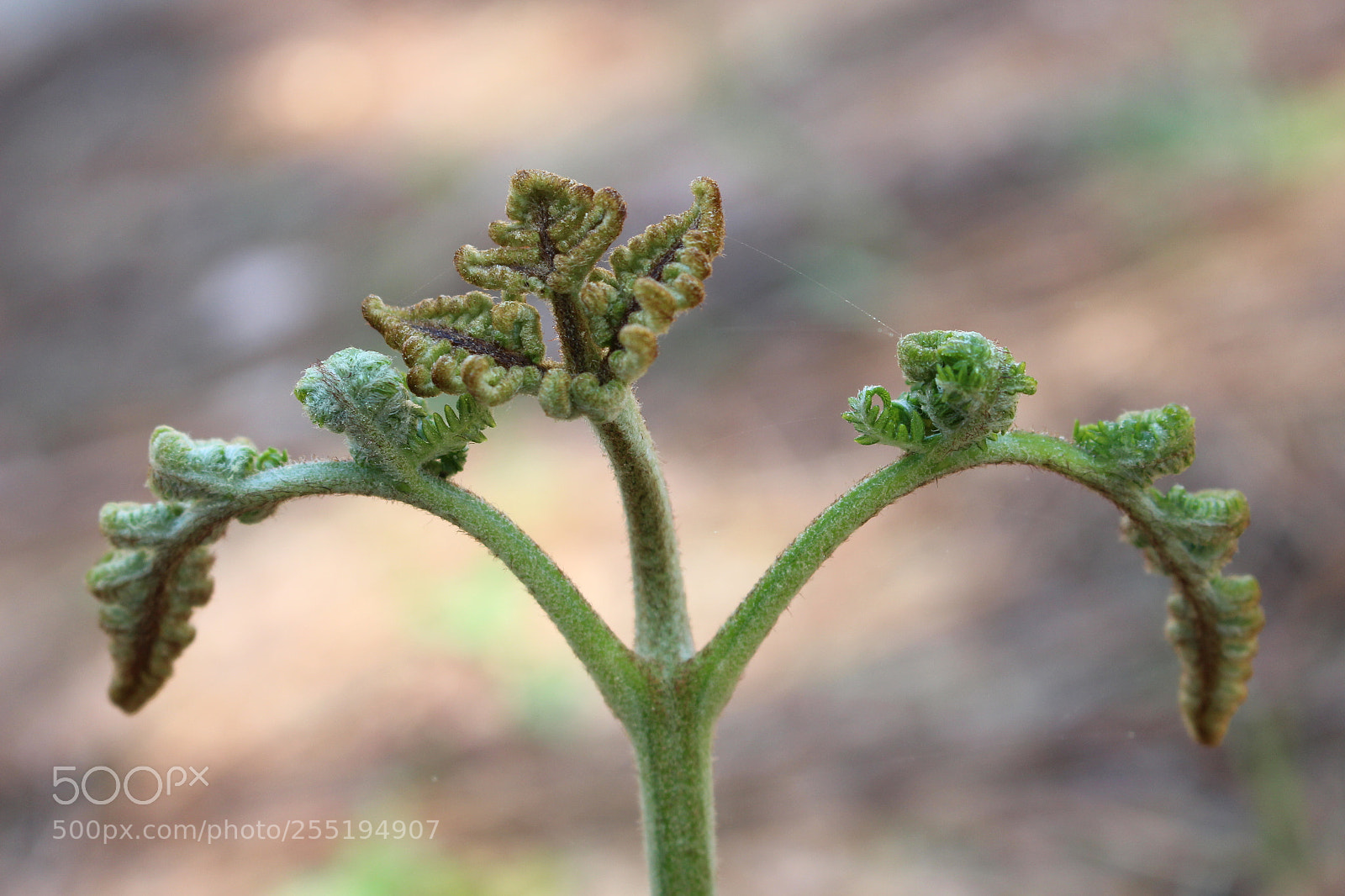Canon EOS 100D (EOS Rebel SL1 / EOS Kiss X7) sample photo. Young fern photography