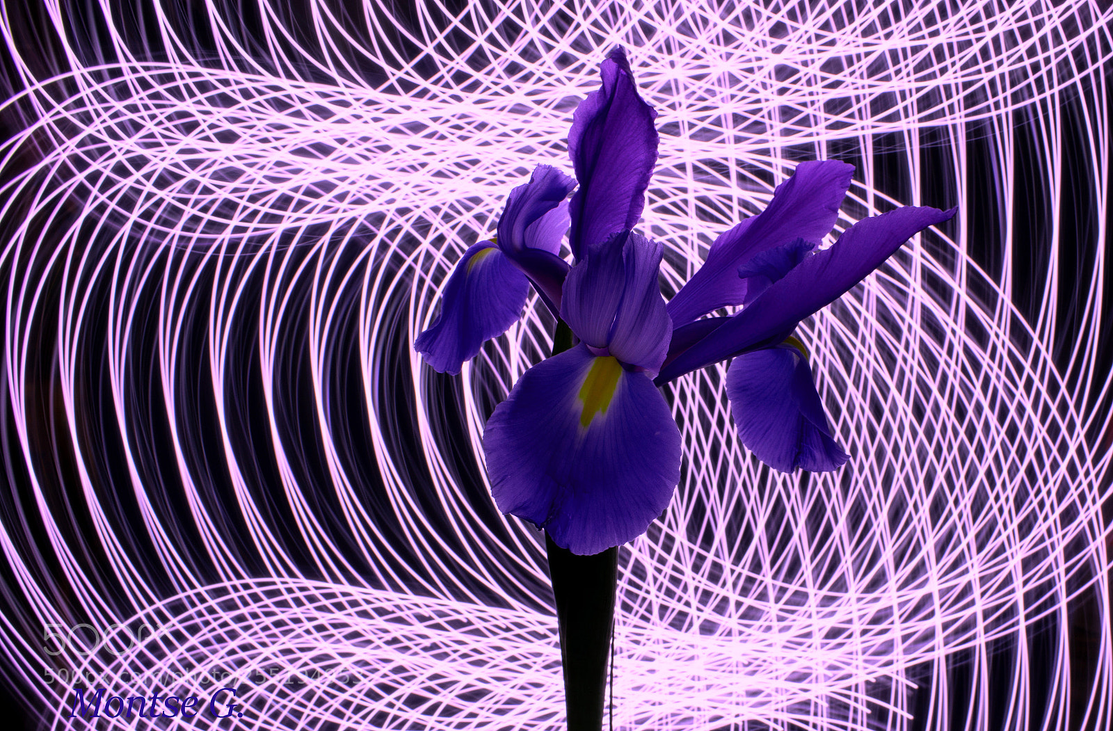 Canon EOS 77D (EOS 9000D / EOS 770D) sample photo. Water lily photography