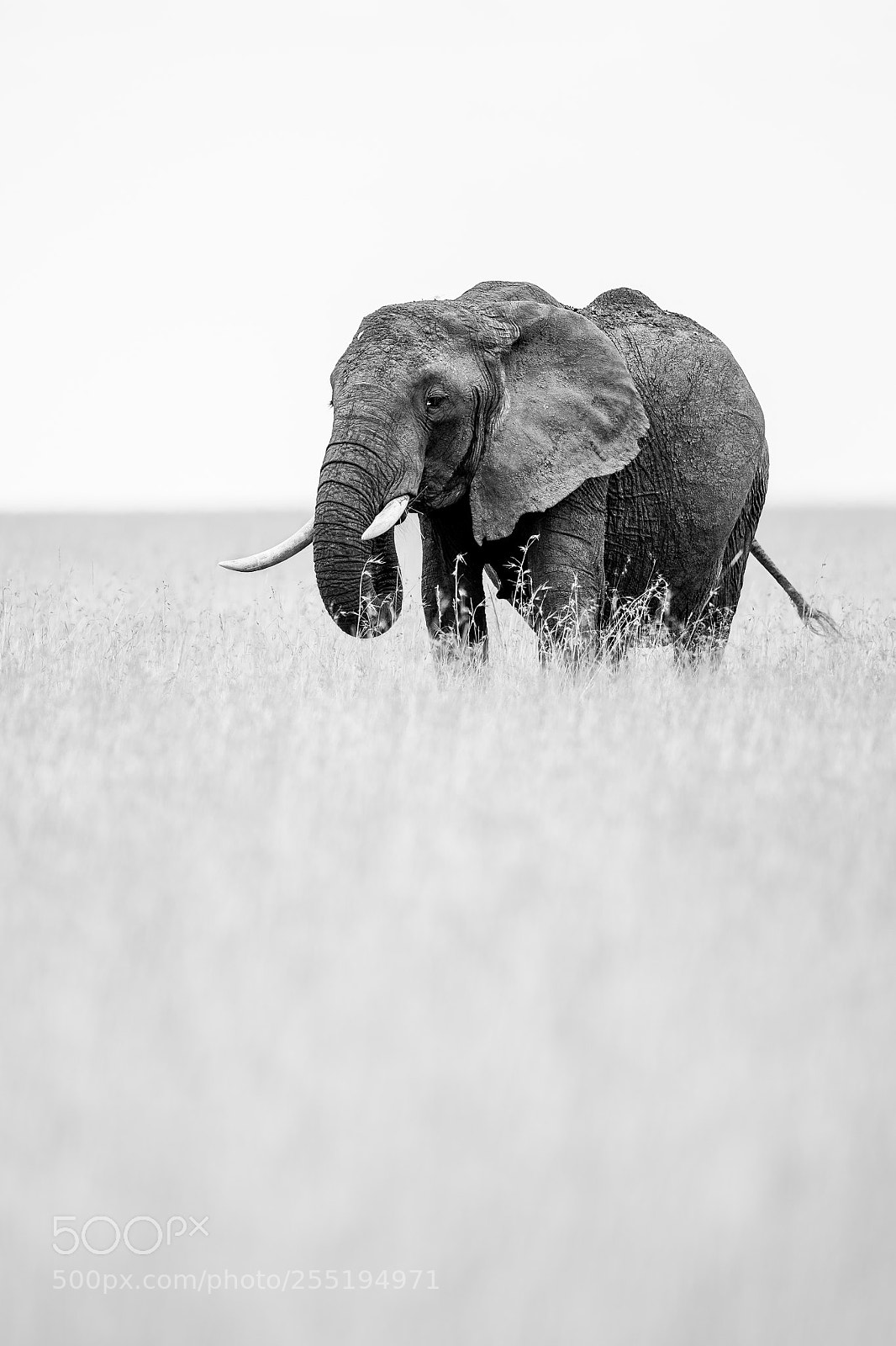 Canon EOS-1D X Mark II sample photo. Elephant bull 2 photography