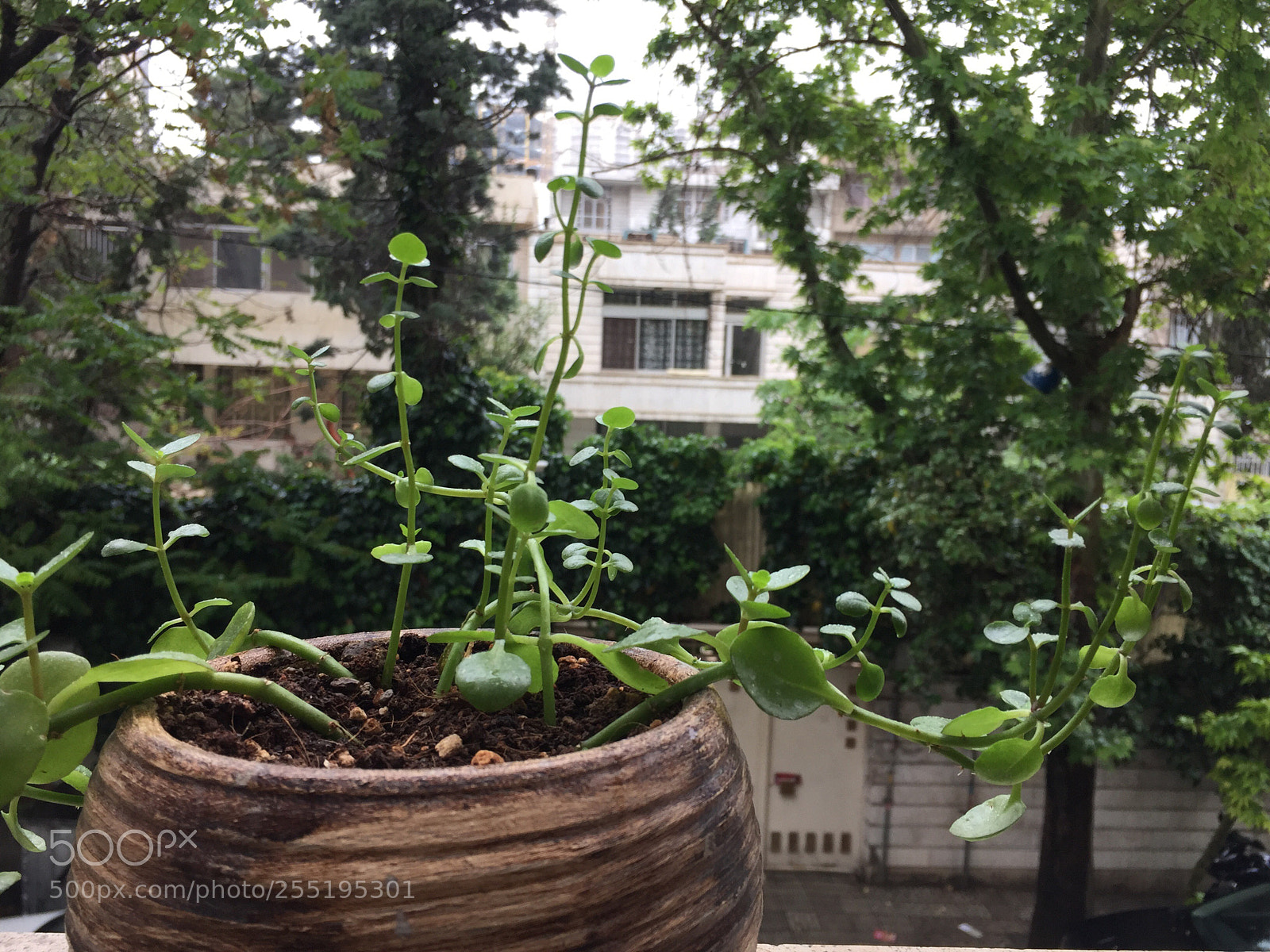 Apple iPhone 6 sample photo. Untitled photography