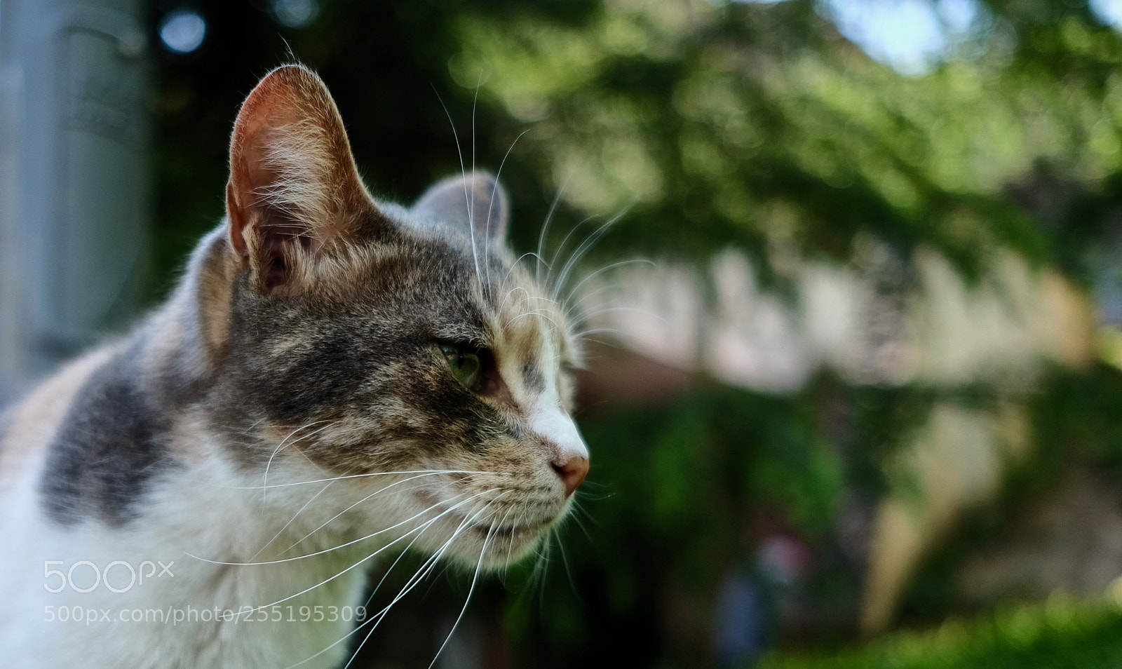 Fujifilm X-T10 sample photo. Dscf photography