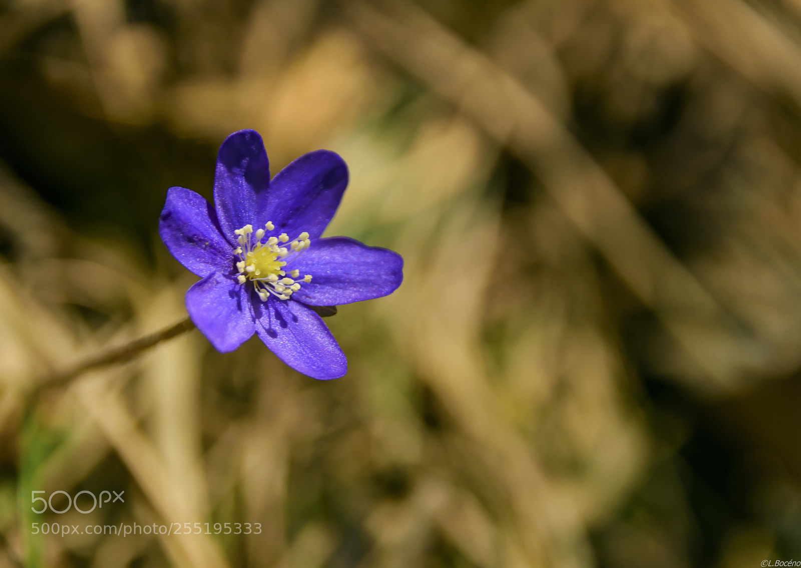 Nikon D5500 sample photo. Sunseeker mountains flower photography