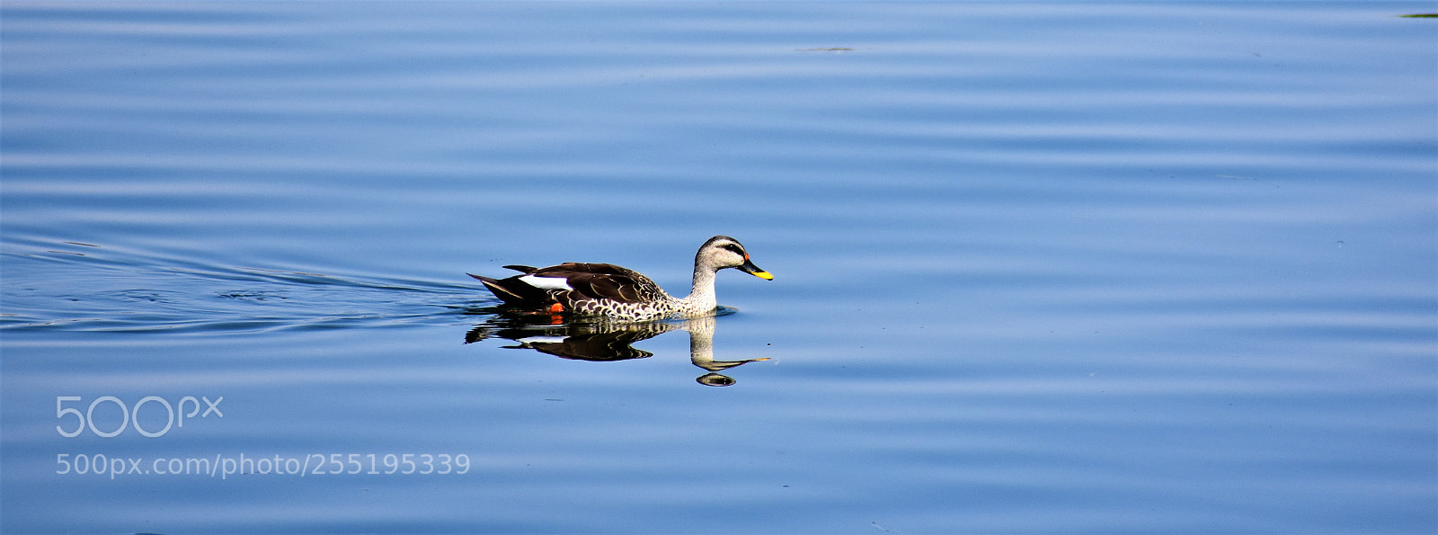 Nikon D7200 sample photo. Cruising along photography
