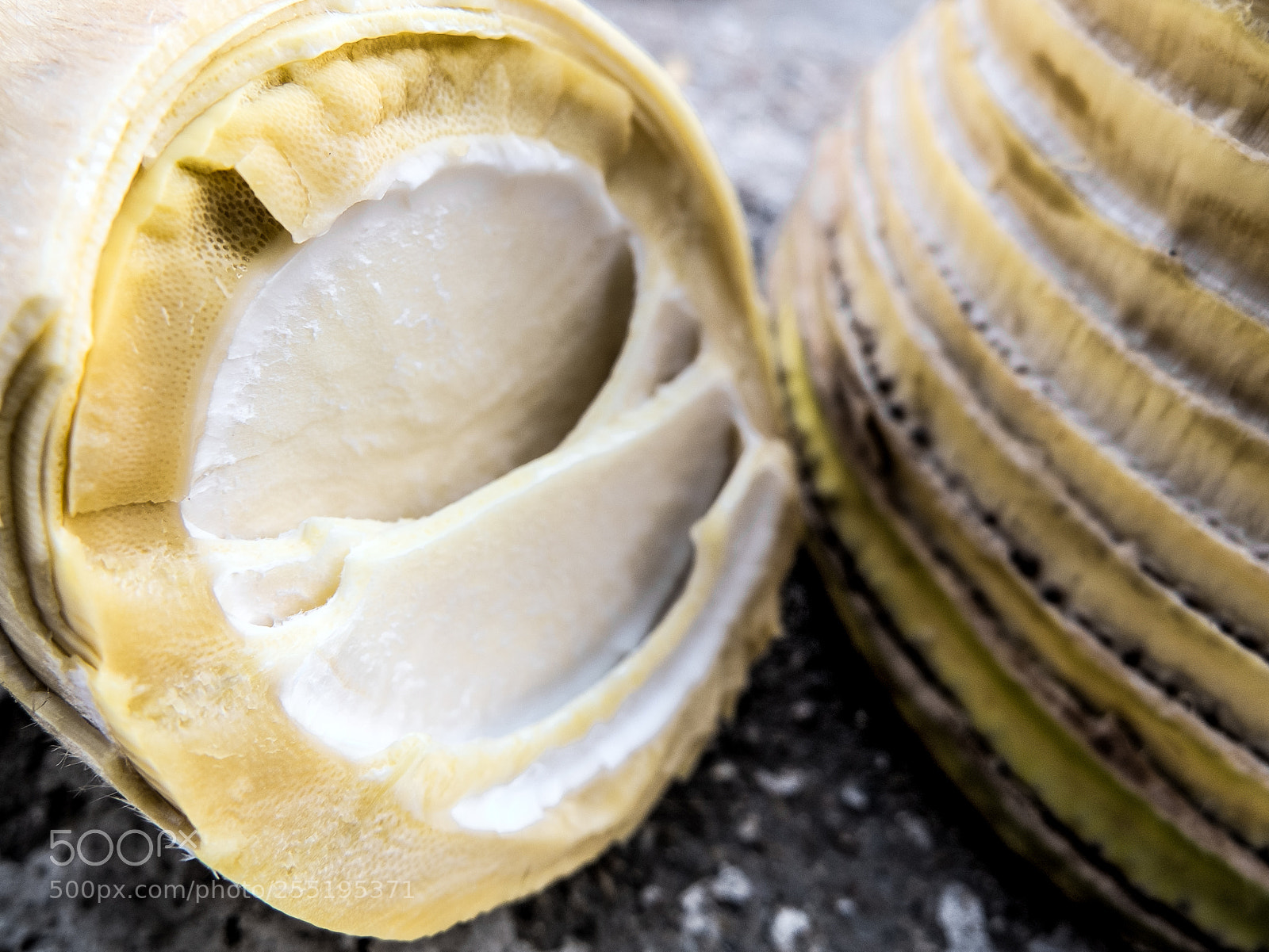 Fujifilm X10 sample photo. Bamboo shoots.鲜竹笋 photography