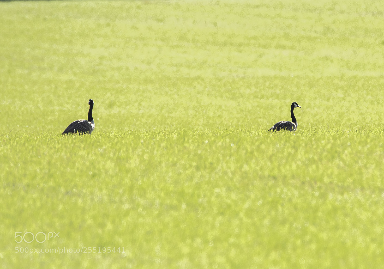 Nikon D5300 sample photo. Canada geese kanadagss o photography