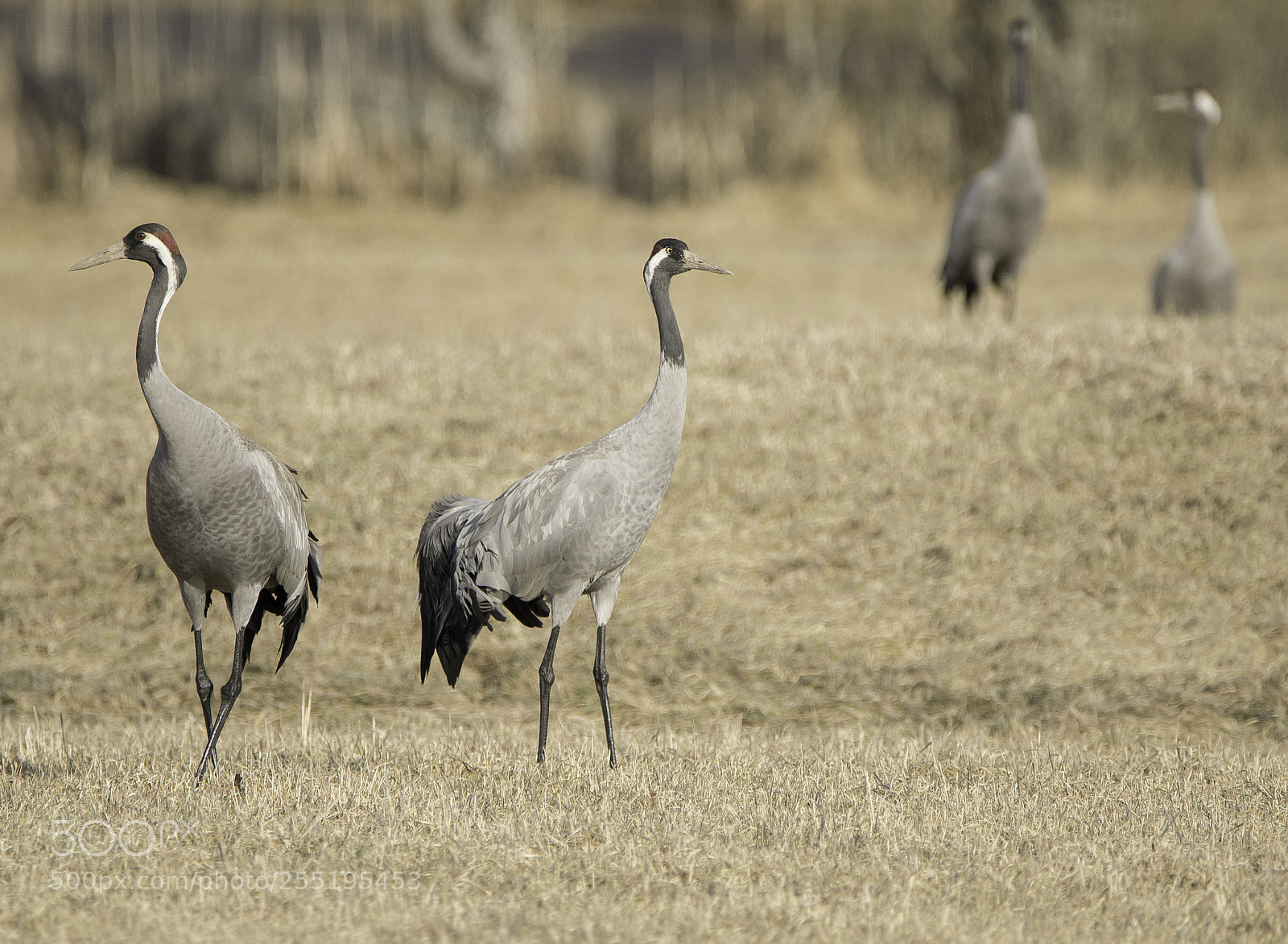 Nikon D5300 sample photo. Cranes tranor o photography