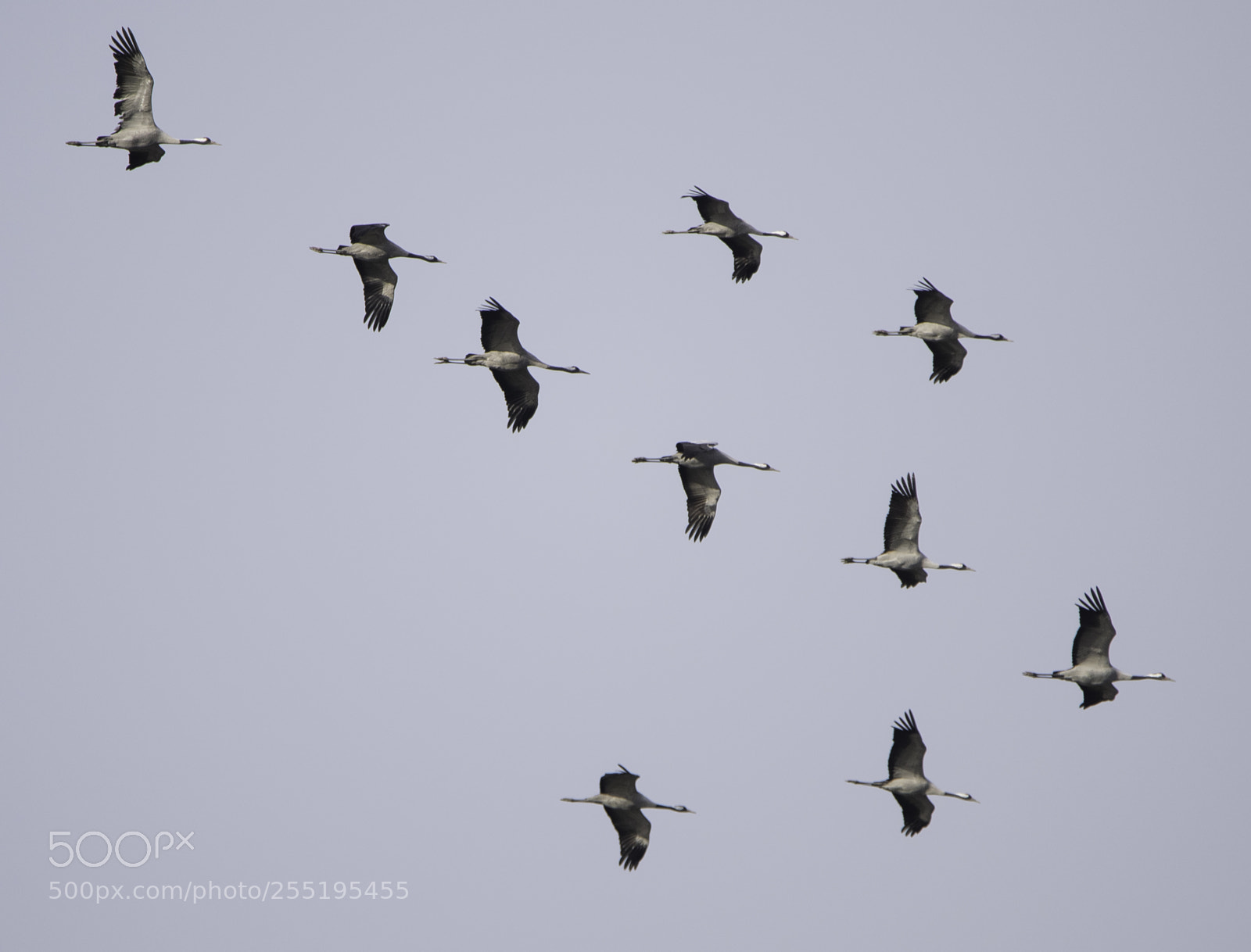 Nikon D5300 sample photo. Cranes tranor o photography