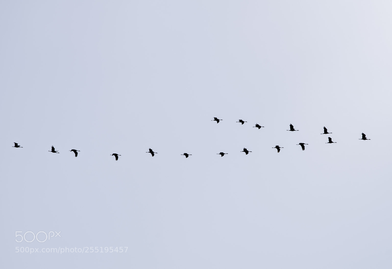 Nikon D5300 sample photo. Cranes in formation tranor photography