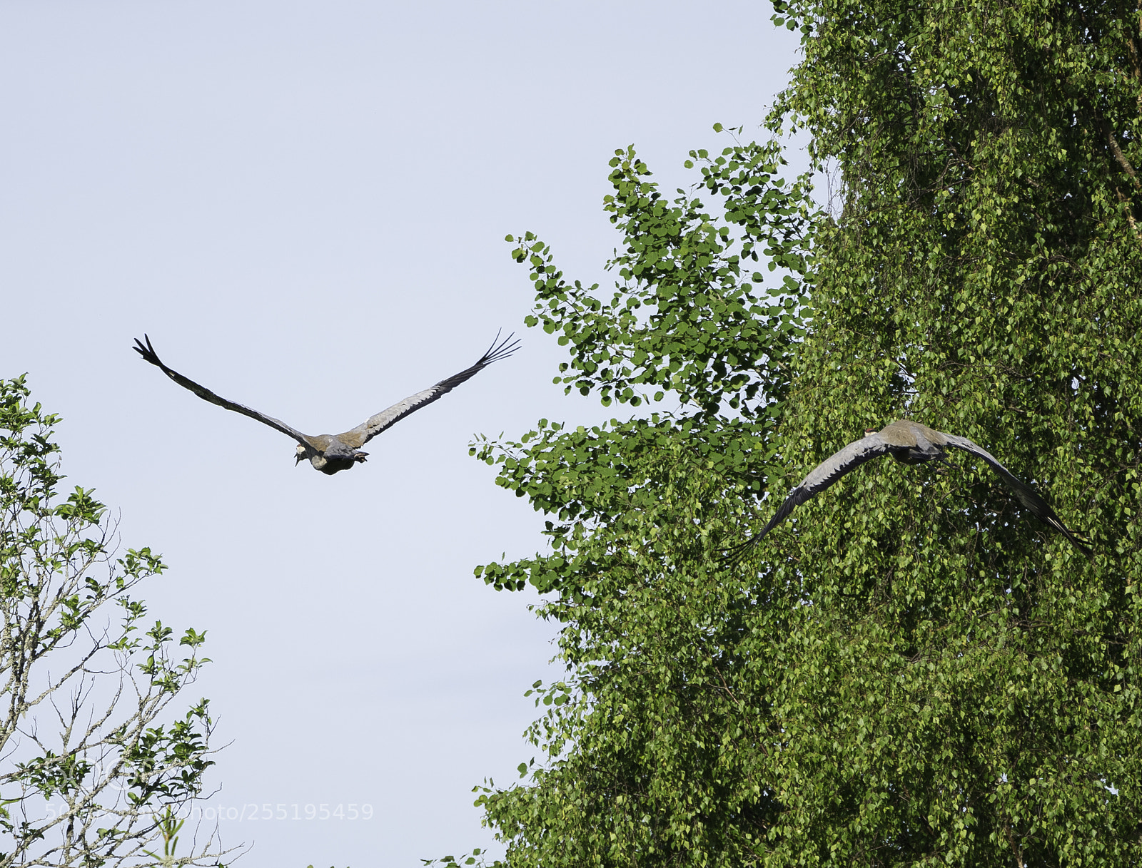 Nikon D5300 sample photo. Cranes tranor o photography