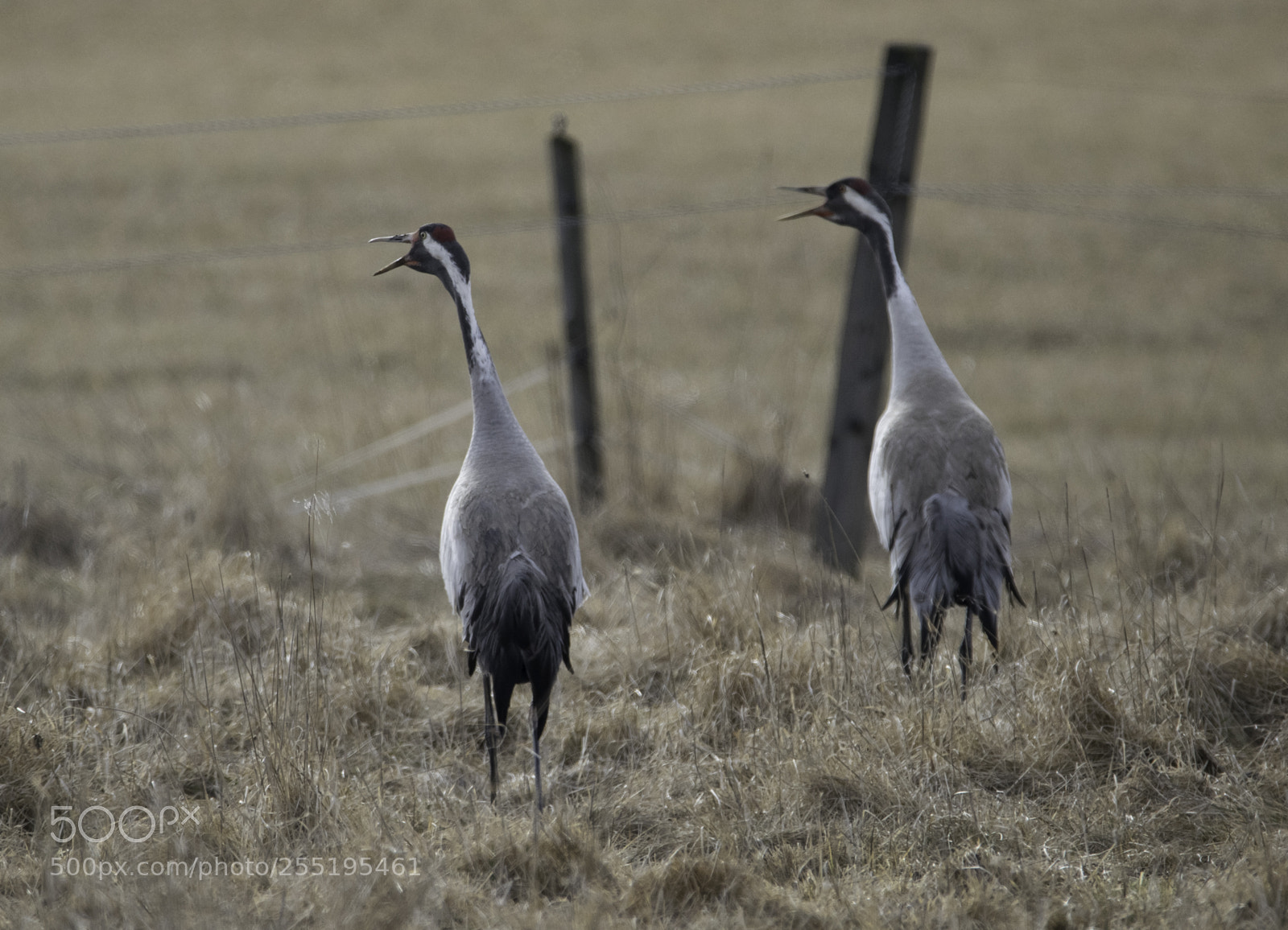 Nikon D5300 sample photo. Cranes tranor o photography