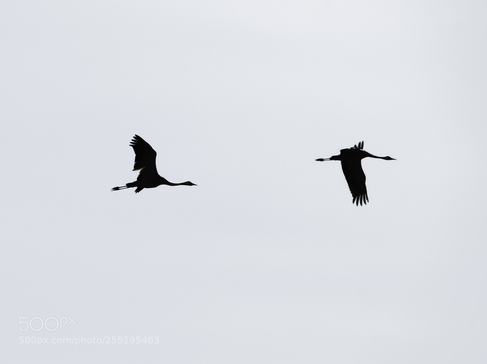 Nikon D5300 sample photo. Cranes tranor o photography