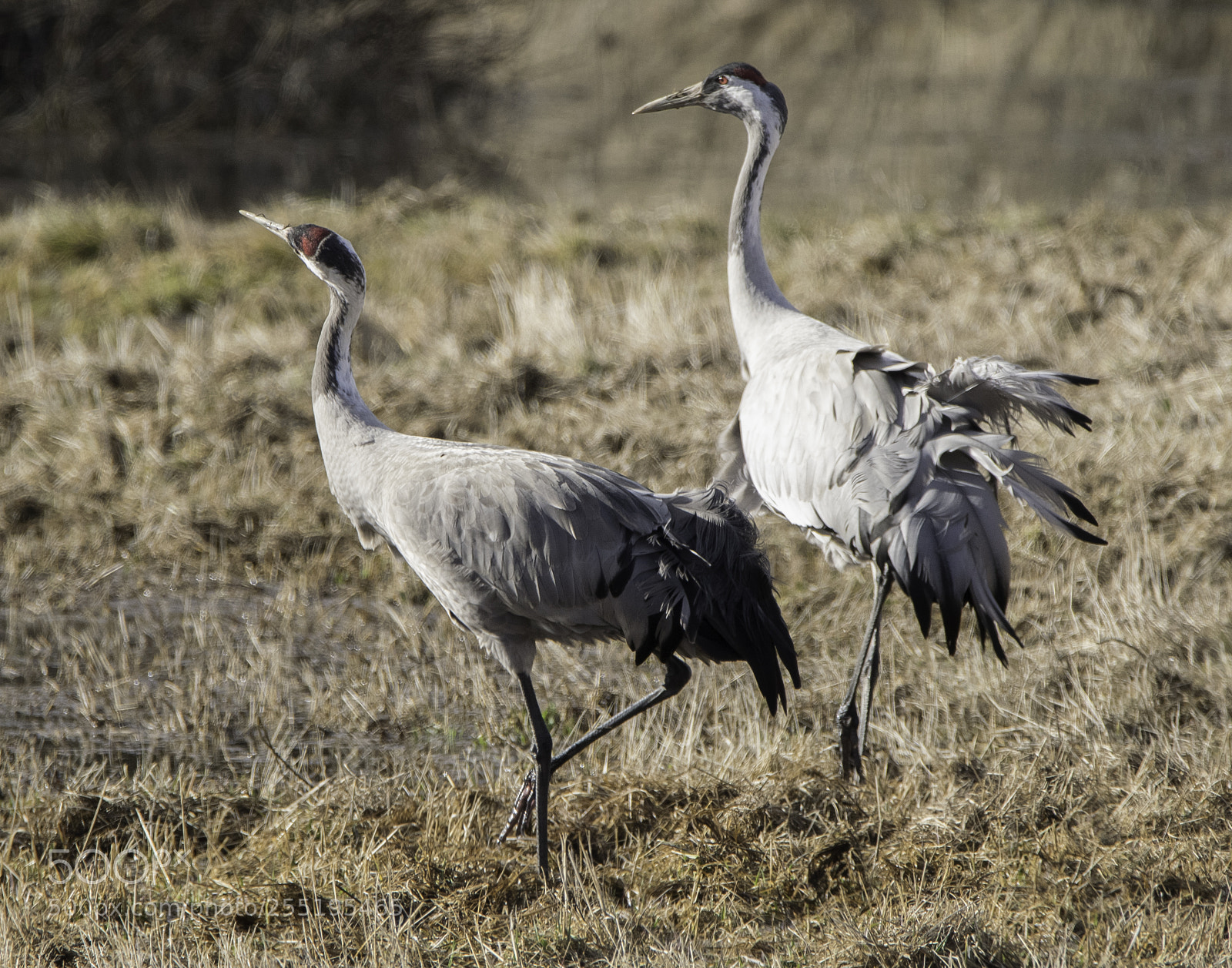 Nikon D5300 sample photo. Cranes tranor o photography