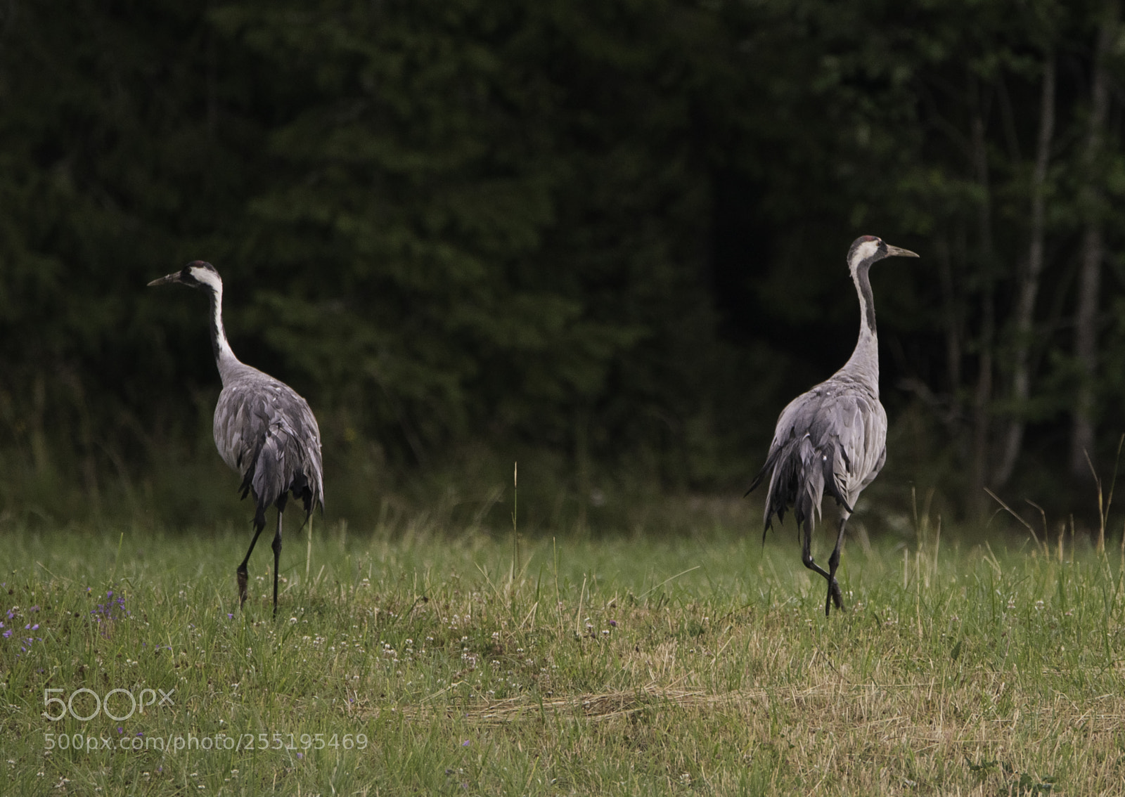 Nikon D5300 sample photo. Cranes tranor o photography