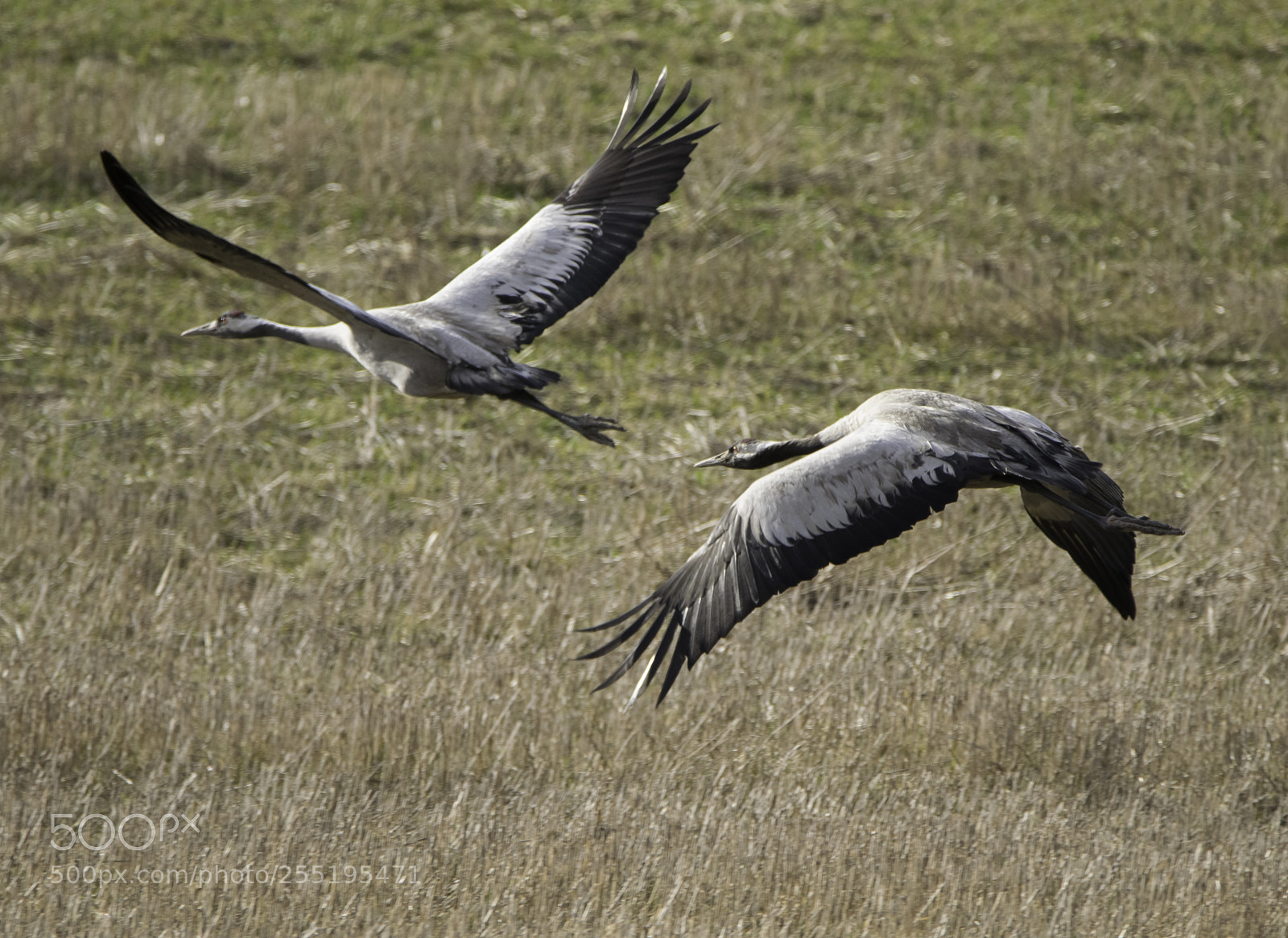 Nikon D5300 sample photo. Cranes tranor o photography