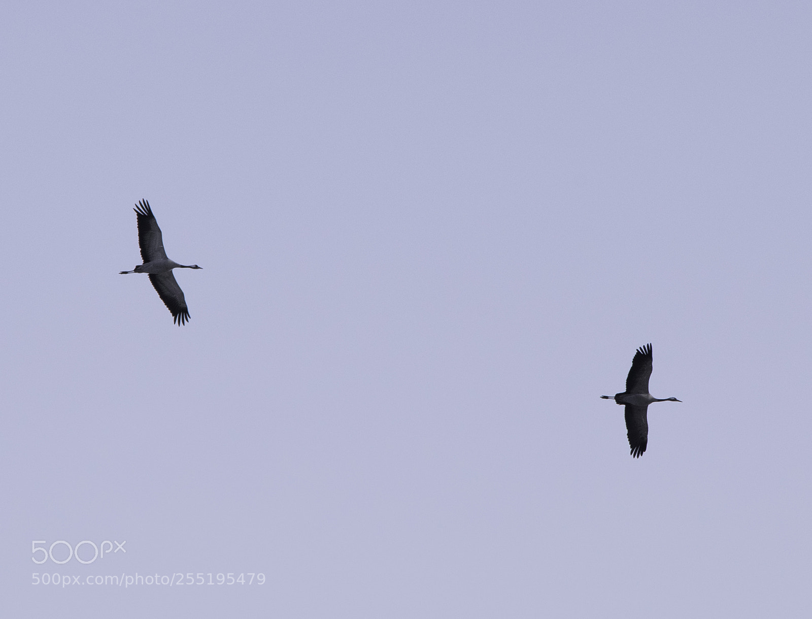 Nikon D5300 sample photo. Cranes tranor o photography
