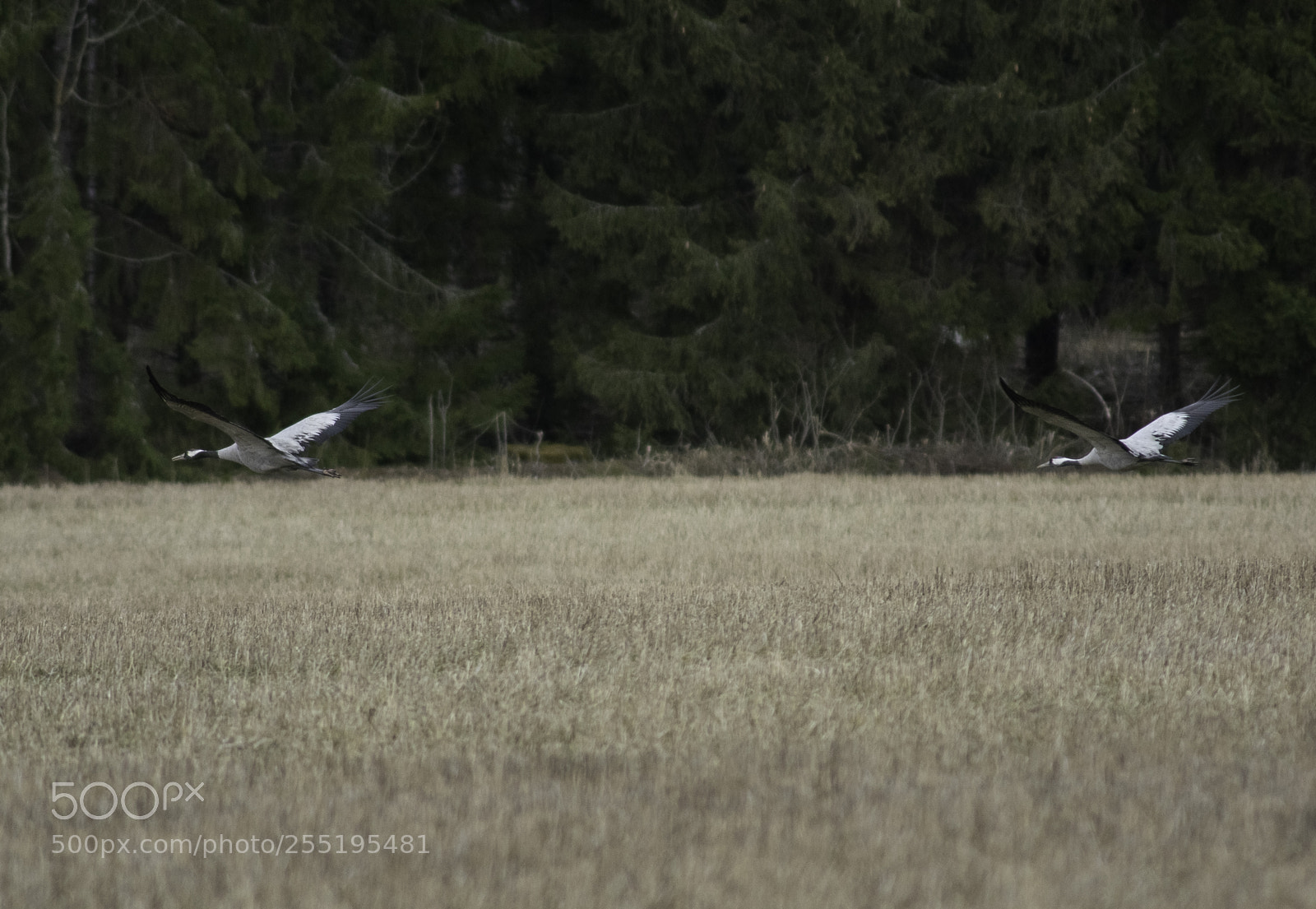 Nikon D5300 sample photo. Cranes tranor o photography