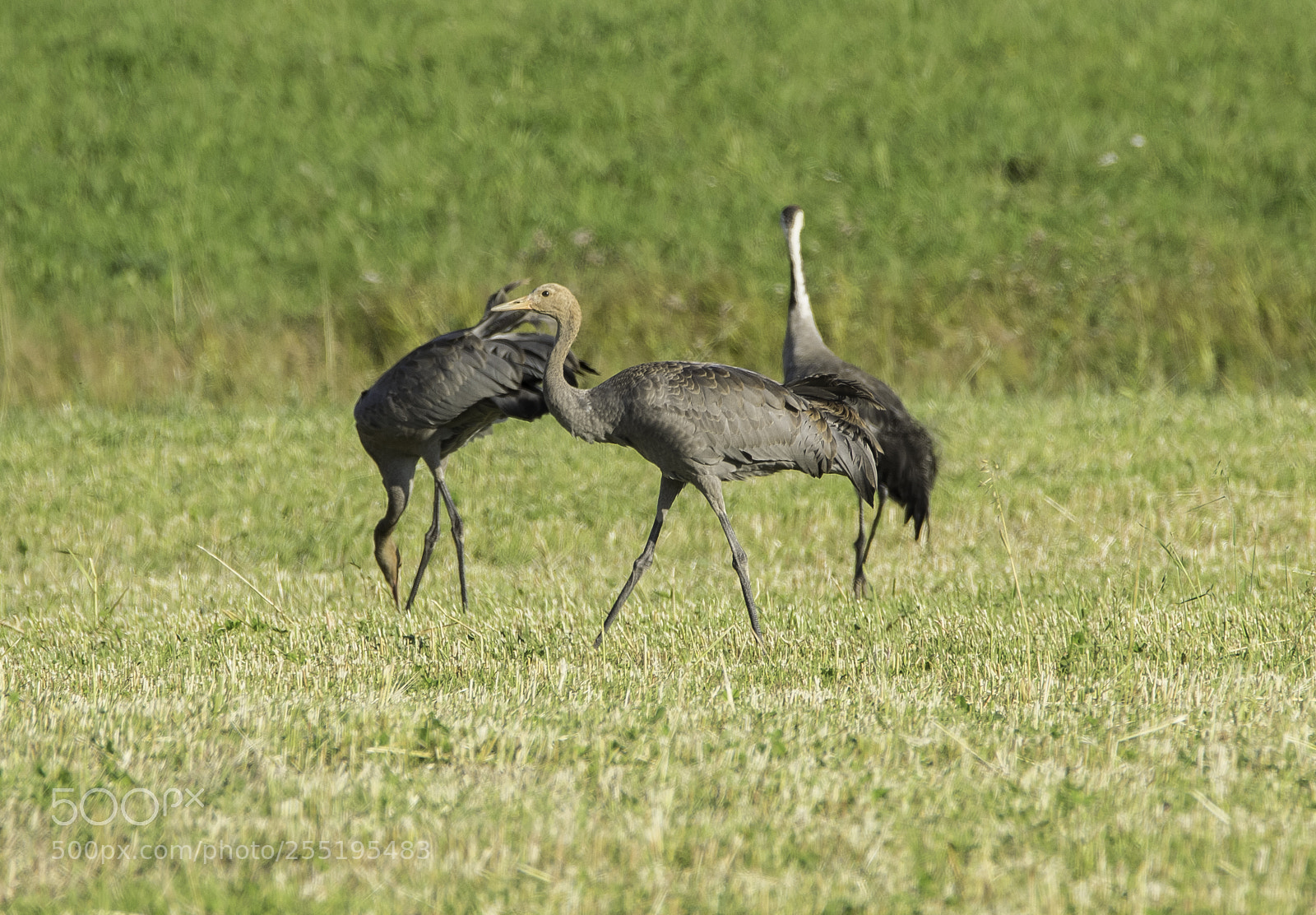 Nikon D5300 sample photo. Cranes tranor o photography