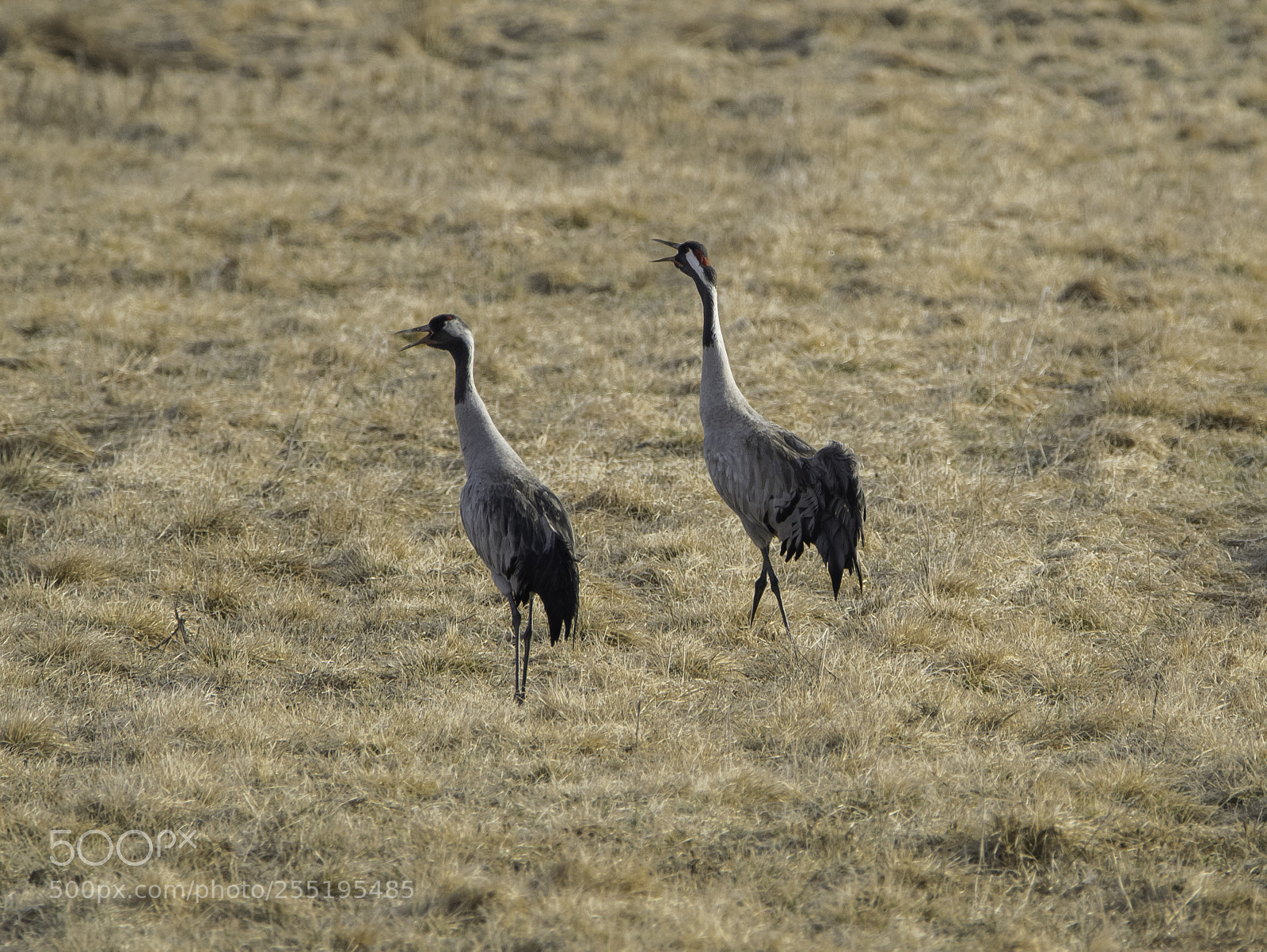 Nikon D5300 sample photo. Cranes tranor o photography