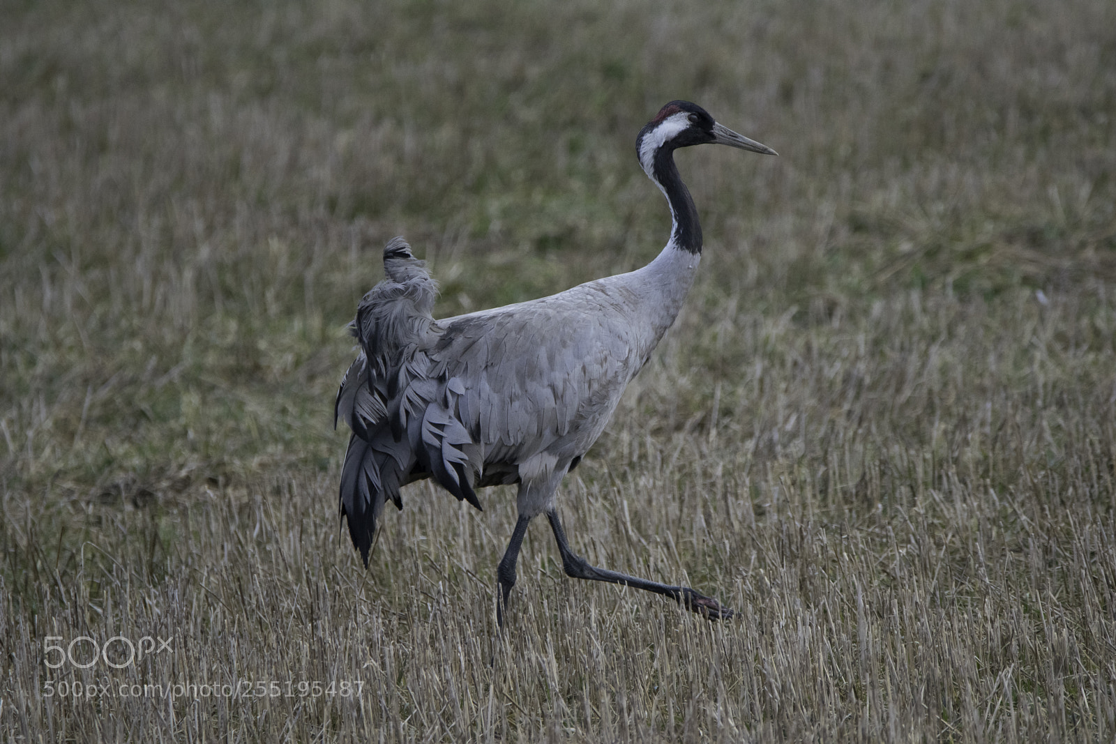 Nikon D5300 sample photo. Crane trana o photography