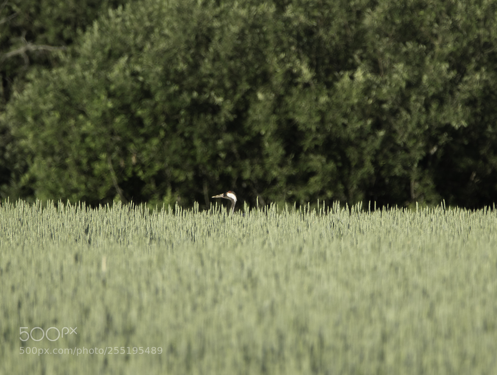 Nikon D5300 sample photo. Crane trana o photography