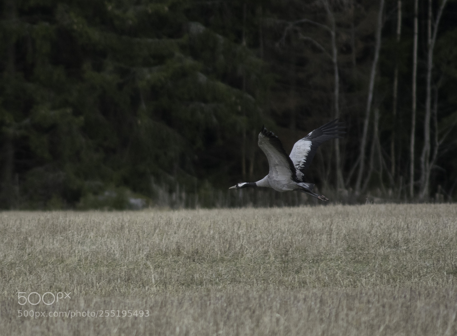 Nikon D5300 sample photo. Crane trana o photography