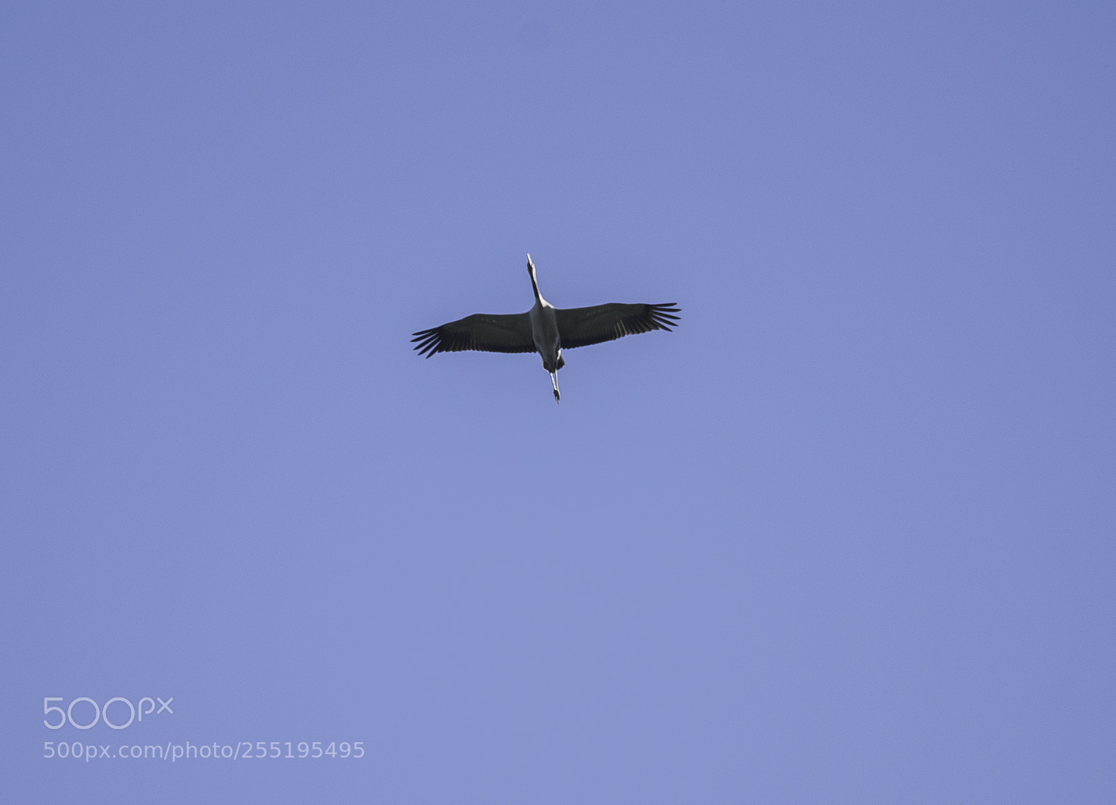 Nikon D5300 sample photo. Crane trana o photography