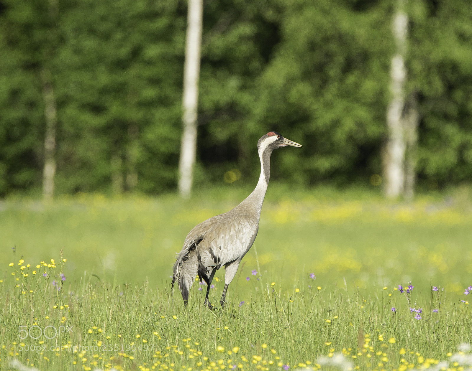 Nikon D5300 sample photo. Crane trana o photography